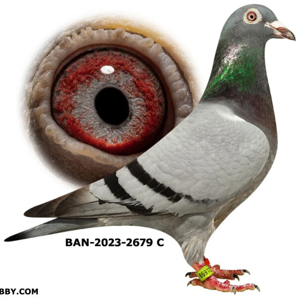 BAN-2023-2679 C