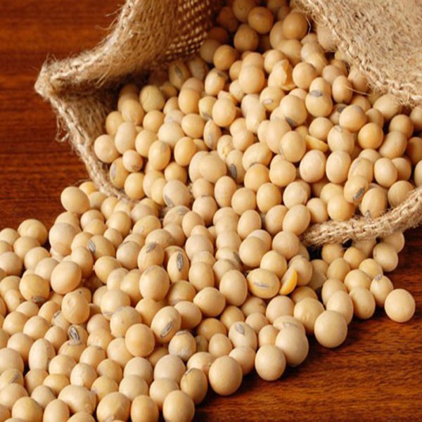 Soybean / সয়াবিন
