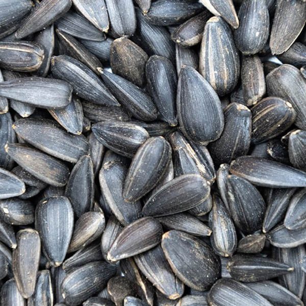 Sunflower Seed / সূর্যমুখী